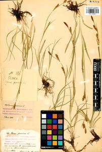 Carex panicea L., Siberia, Baikal & Transbaikal region (S4) (Russia)
