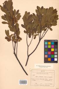 Myrica gale subsp. tomentosa (C. DC.) A. E. Murray, Siberia, Chukotka & Kamchatka (S7) (Russia)