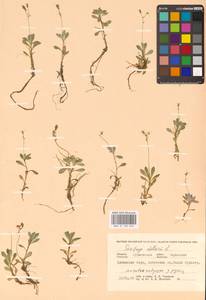 Micranthes stellaris subsp. stellaris, Eastern Europe, Northern region (E1) (Russia)