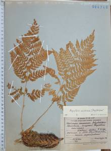 Dryopteris dilatata subsp. dilatata, Siberia, Russian Far East (S6) (Russia)