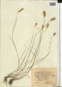 Agropyron cristatum (L.) Gaertn., Eastern Europe, South Ukrainian region (E12) (Ukraine)