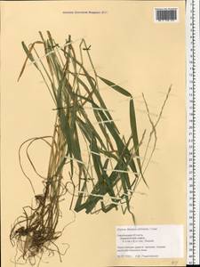 Elymus fibrosus (Schrenk) Tzvelev, Eastern Europe, Western region (E3) (Russia)