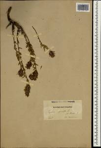 Thymbra spicata L., South Asia, South Asia (Asia outside ex-Soviet states and Mongolia) (ASIA) (Turkey)