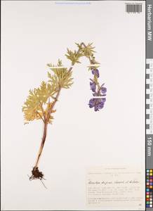 Aconitum decipiens Vorosch. & Anfalov, Siberia, Altai & Sayany Mountains (S2) (Russia)
