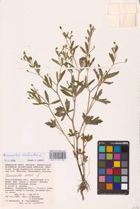 Ranunculus sceleratus L., Eastern Europe, Lower Volga region (E9) (Russia)