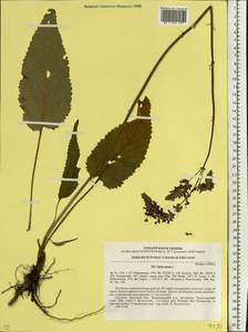 Salvia nutans L., Eastern Europe, South Ukrainian region (E12) (Ukraine)