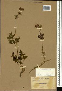 Chaerophyllum rubellum Albov, Caucasus (no precise locality) (K0)