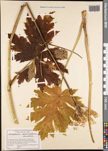 Heracleum aconitifolium Woronow, Caucasus, Krasnodar Krai & Adygea (K1a) (Russia)