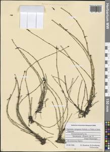 Equisetum variegatum Schleich. ex F. Weber & D. Mohr, Eastern Europe, Northern region (E1) (Russia)