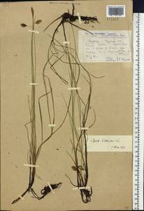 Carex limosa L., Siberia, Yakutia (S5) (Russia)