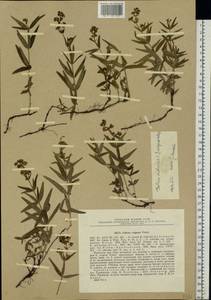 Galium rubioides L., Eastern Europe, Eastern region (E10) (Russia)