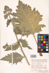 MHA 0 156 110, Salvia aethiopis L., Eastern Europe, Lower Volga region (E9) (Russia)