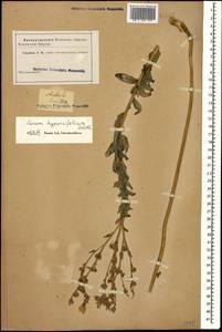 Linum hypericifolium Salisb., Caucasus (no precise locality) (K0)