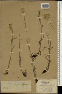 Leontopodium campestre (Ledeb.) Hand.-Mazz., South Asia, South Asia (Asia outside ex-Soviet states and Mongolia) (ASIA) (China)