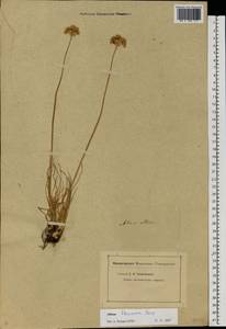Allium flavescens Besser, Eastern Europe (no precise locality) (E0) (Not classified)