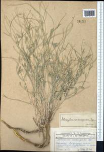 Astragalus karakugensis Bunge, Middle Asia, Caspian Ustyurt & Northern Aralia (M8) (Kazakhstan)