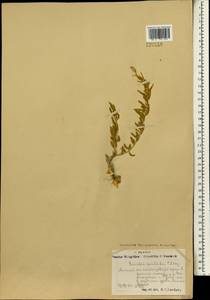 Krascheninnikovia ceratoides (L.) Gueldenst., Mongolia (MONG) (Mongolia)
