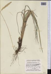 Calamagrostis purpurascens R.Br., America (AMER) (Canada)