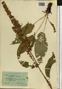 Rumex longifolius DC., Eastern Europe, Northern region (E1) (Russia)