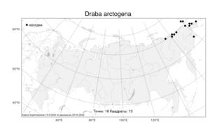 Draba arctogena (Ekman) Ekman, Atlas of the Russian Flora (FLORUS) (Russia)