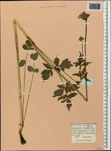 Heracleum apiifolium Boiss., Caucasus, Krasnodar Krai & Adygea (K1a) (Russia)