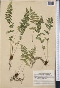 Cystopteris fragilis (L.) Bernh., Middle Asia, Northern & Central Tian Shan (M4) (Kyrgyzstan)