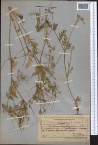 Erodium, Middle Asia, Syr-Darian deserts & Kyzylkum (M7) (Kazakhstan)