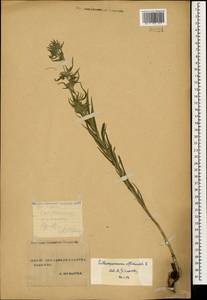 Lithospermum officinale L., Caucasus, Stavropol Krai, Karachay-Cherkessia & Kabardino-Balkaria (K1b) (Russia)