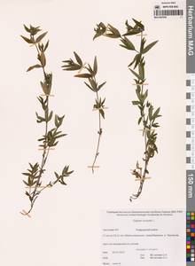 Galium boreale L., Siberia, Chukotka & Kamchatka (S7) (Russia)