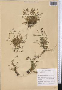 Dichodon cerastoides (L.) Rchb., America (AMER) (Greenland)