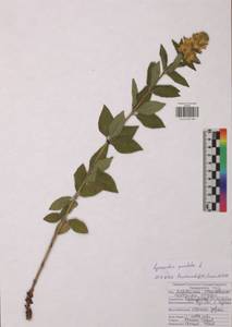 Lysimachia punctata L., Eastern Europe, Central region (E4) (Russia)