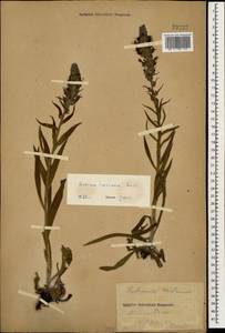 Pontechium maculatum (L.) Böhle & Hilger, Caucasus, Stavropol Krai, Karachay-Cherkessia & Kabardino-Balkaria (K1b) (Russia)