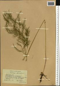 Asparagus officinalis L., Eastern Europe, South Ukrainian region (E12) (Ukraine)