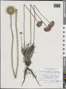 Jurinea arachnoidea Bunge, Eastern Europe, Central forest-and-steppe region (E6) (Russia)