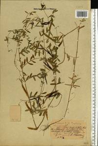Vicia sativa subsp. nigra (L.)Ehrh., Eastern Europe, Central forest region (E5) (Russia)