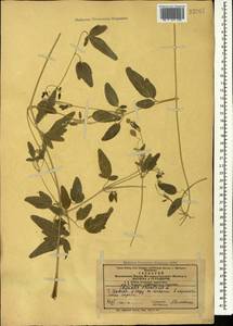 Clematis orientalis L., Caucasus, Azerbaijan (K6) (Azerbaijan)