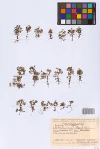 Ranunculus rionii Lagger, Eastern Europe, Lower Volga region (E9) (Russia)