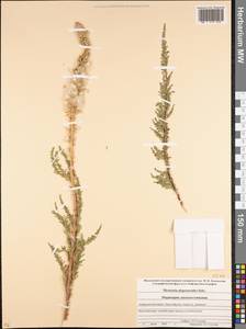 Myricaria bracteata Royle, Caucasus, Stavropol Krai, Karachay-Cherkessia & Kabardino-Balkaria (K1b) (Russia)