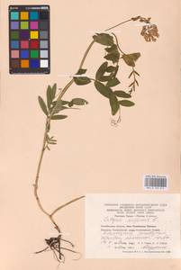 Lathyrus pisiformis L., Eastern Europe, Eastern region (E10) (Russia)