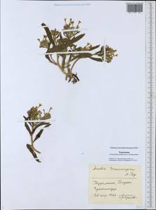 Arnebia grandiflora (Trautv.) Popov, Middle Asia, Karakum (M6) (Turkmenistan)