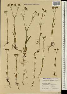 Valerianella coronata (L.) DC., Crimea (KRYM) (Russia)