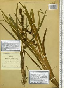 Sparganium erectum subsp. neglectum (Beeby) K.Richt., Eastern Europe, North-Western region (E2) (Russia)