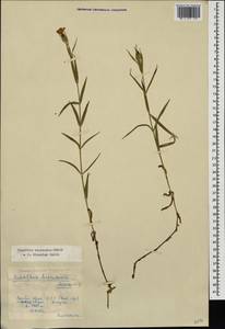 Dianthus caucaseus Sims, Caucasus, Krasnodar Krai & Adygea (K1a) (Russia)