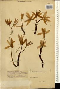 Colchicum laetum Steven, Caucasus, Stavropol Krai, Karachay-Cherkessia & Kabardino-Balkaria (K1b) (Russia)