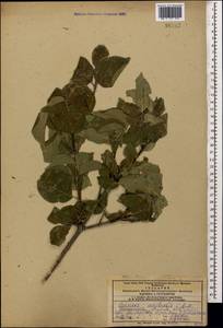 Cornus sanguinea subsp. australis (C.A.Mey.) Jáv., Caucasus, Armenia (K5) (Armenia)