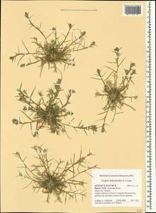 Sporobolus schoenoides (L.) P.M.Peterson, Crimea (KRYM) (Russia)