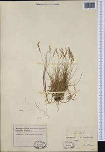 Agrostis rupestris All., Western Europe (EUR) (France)