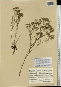Limonium caspium (Willd.) Gams, Eastern Europe, South Ukrainian region (E12) (Ukraine)