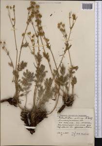 Potentilla tanacetifolia Willd. ex D. F. K. Schltdl., Middle Asia, Northern & Central Tian Shan (M4) (Kazakhstan)
