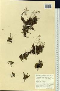 Saxifraga bronchialis subsp. stelleriana (Merk ex Ser.) Malysch., Siberia, Baikal & Transbaikal region (S4) (Russia)